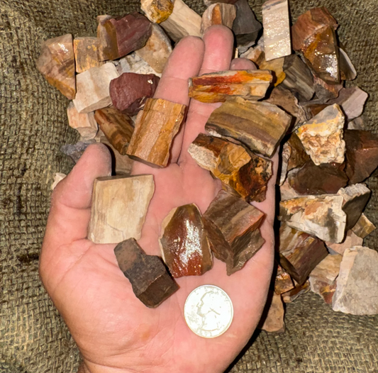 Petrified Wood